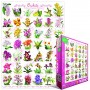 Orchidėjos 1000