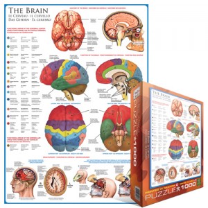 Žmogaus smegenys