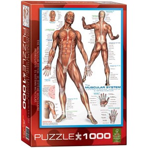 Žmogaus raumenų sistema