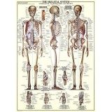 Žmogaus skeleto sistema