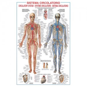 Kraujotakos sistema