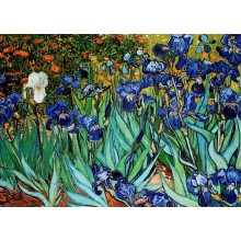 Irisai. Vincentas Van Gogas