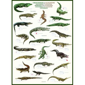 Krokodilai ir Aligatoriai