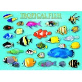 Tropinės žuvys 